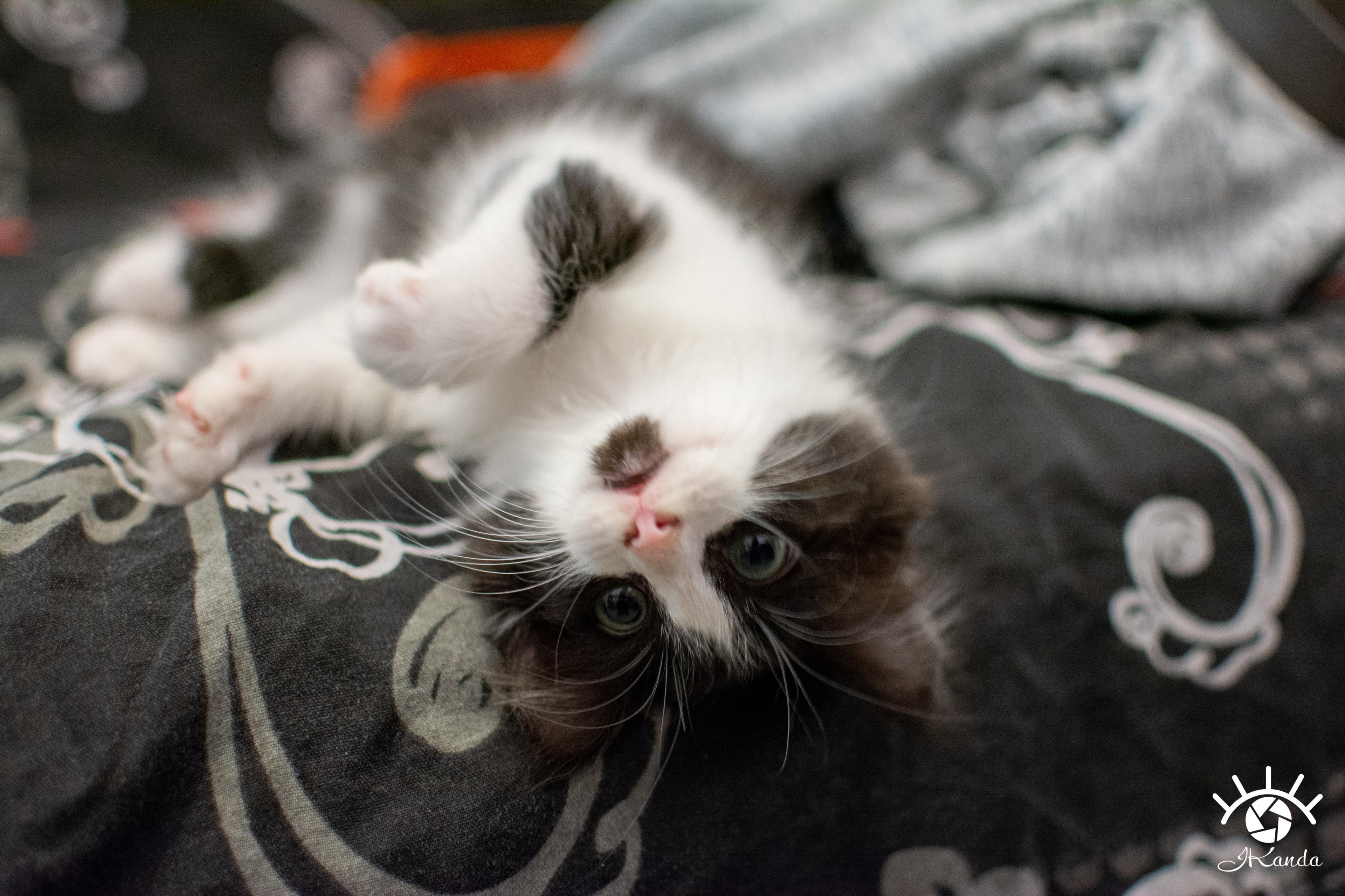 Cat, I'm a Kitty cat
